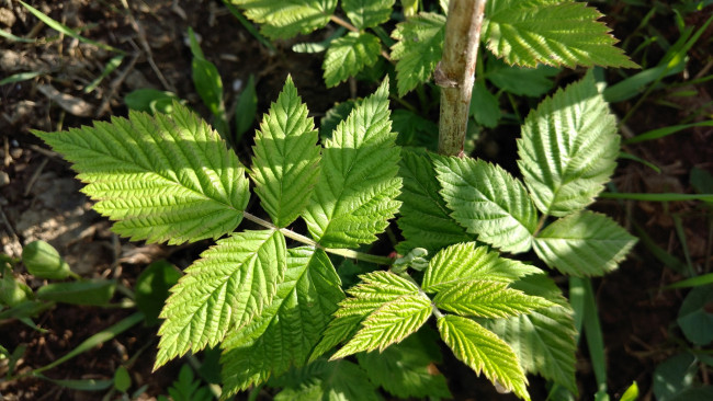 Обои картинки фото природа, листья, малина