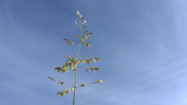 Обои картинки фото природа, макро