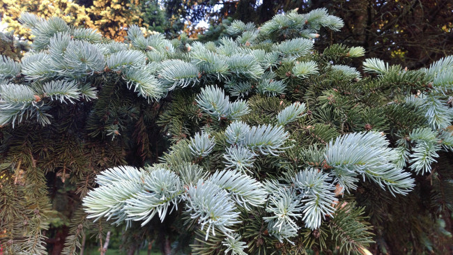 Обои картинки фото природа, макро, хвоя