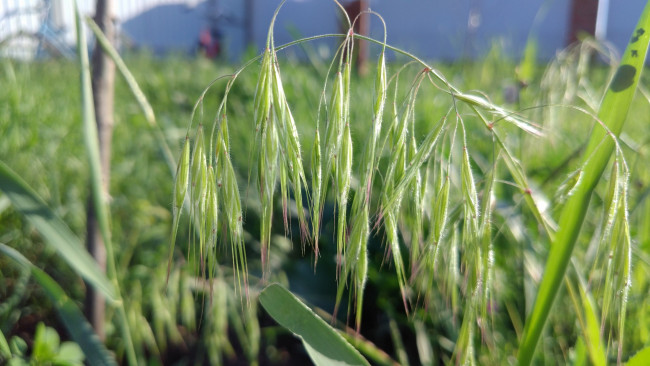 Обои картинки фото природа, макро, трава