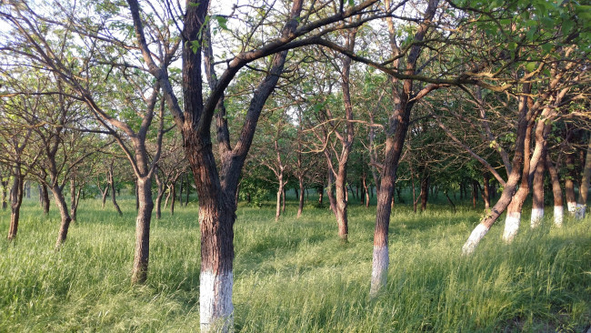 Обои картинки фото природа, парк