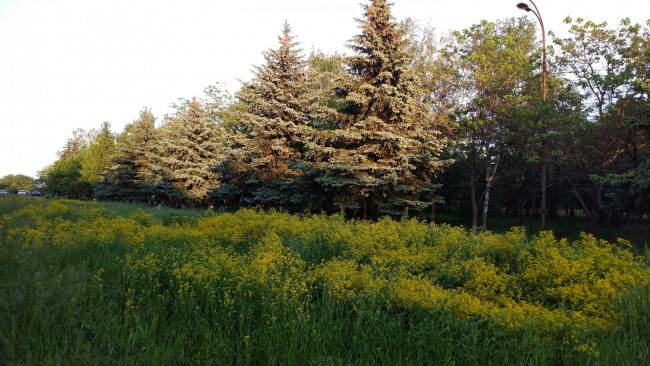 Обои картинки фото природа, парк