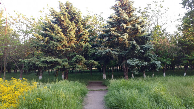 Обои картинки фото природа, парк