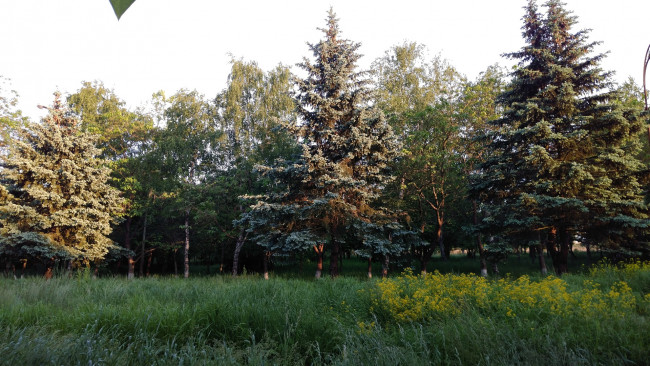 Обои картинки фото природа, парк