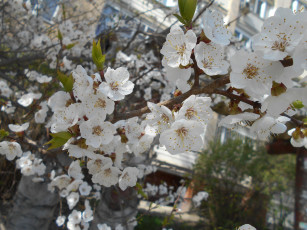 Картинка цветы цветущие+деревья+ +кустарники