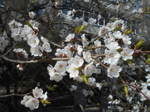 Картинка цветы цветущие+деревья+ +кустарники