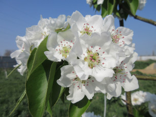 Картинка цветы цветущие+деревья+ +кустарники апрель весна 2018