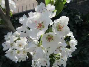 Картинка цветы цветущие+деревья+ +кустарники апрель весна 2018