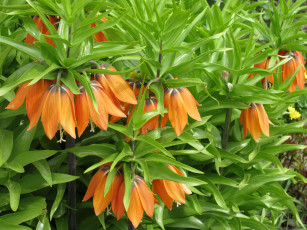 Картинка цветы лилии +лилейники весна 2018 апрель