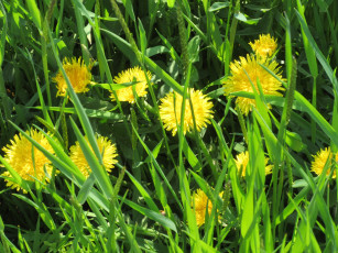 Картинка цветы одуванчики апрель весна 2018