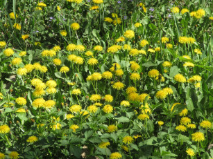 Картинка цветы одуванчики апрель весна 2018