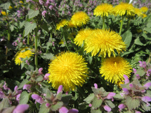 Картинка цветы одуванчики апрель весна 2018