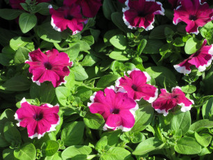 Картинка цветы петунии +калибрахоа весна 2018
