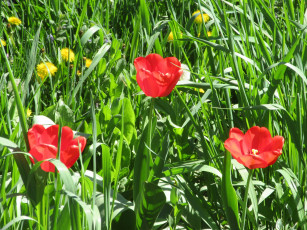 Картинка цветы тюльпаны весна 2018 апрель