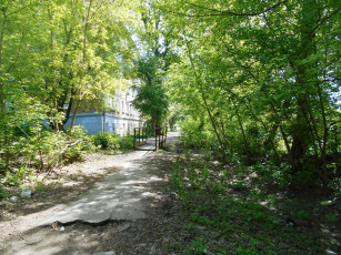 Картинка природа лес деревья