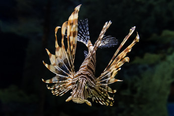 Картинка разное компьютерный+дизайн океан