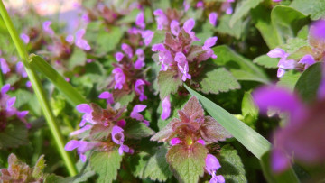 Картинка цветы луговые+ полевые +цветы апрель весна 2018