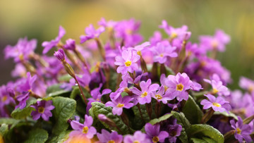 Картинка цветы примулы первоцвет