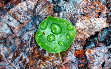 Картинка природа листья макро капли лист