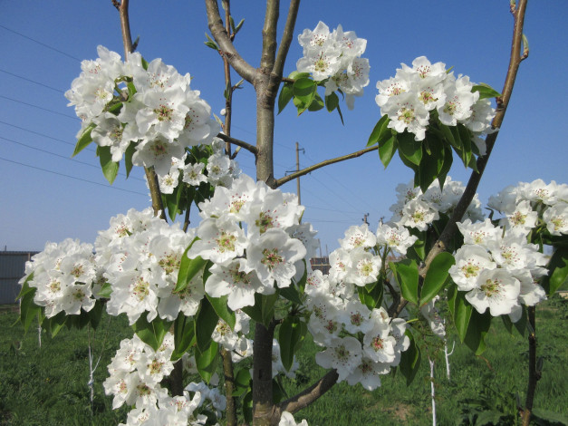 Обои картинки фото цветы, цветущие деревья ,  кустарники, весна, 2018, апрель