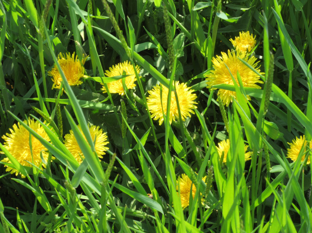 Обои картинки фото цветы, одуванчики, апрель, весна, 2018