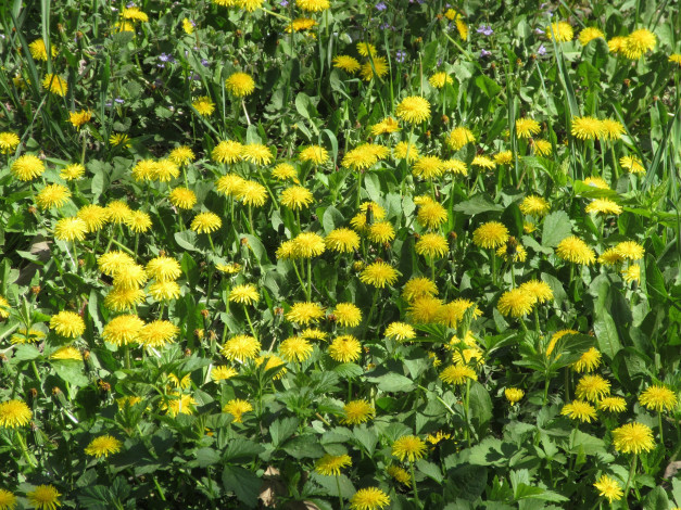 Обои картинки фото цветы, одуванчики, апрель, весна, 2018