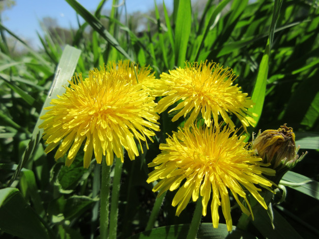 Обои картинки фото цветы, одуванчики, апрель, весна, 2018