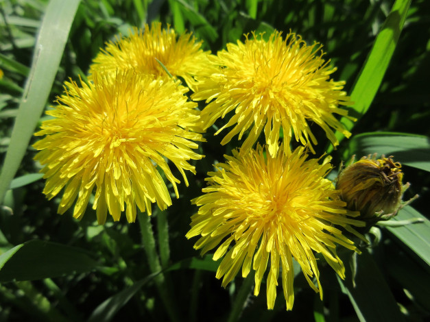 Обои картинки фото цветы, одуванчики, апрель, весна, 2018