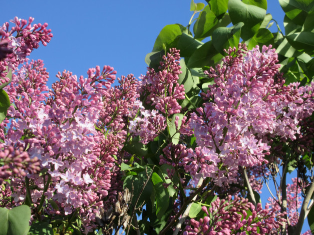 Обои картинки фото цветы, сирень, весна, 2018