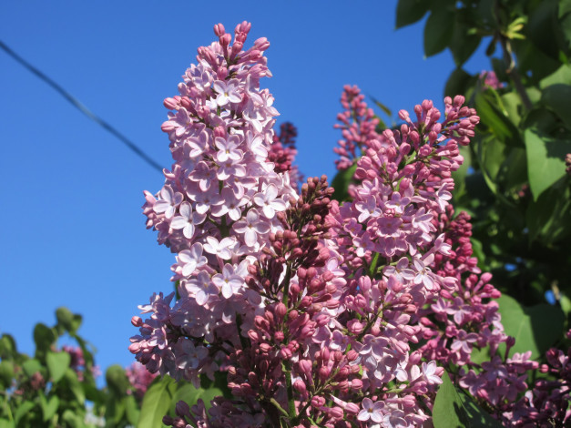Обои картинки фото цветы, сирень, весна, 2018