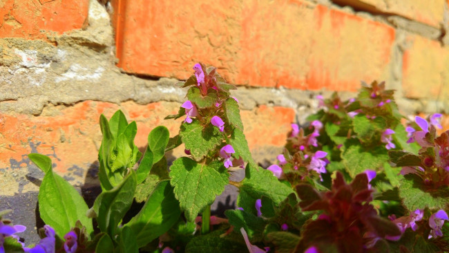 Обои картинки фото цветы, луговые , полевые,  цветы, апрель, весна, 2018