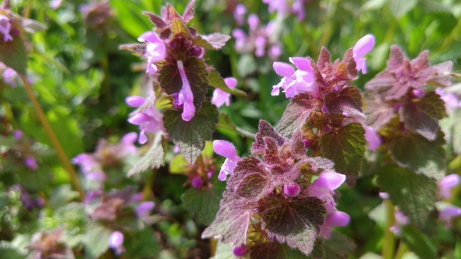 Обои картинки фото цветы, луговые , полевые,  цветы, апрель, весна, 2018