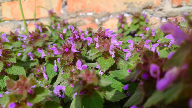 Обои картинки фото цветы, луговые , полевые,  цветы, весна, 2018, апрель