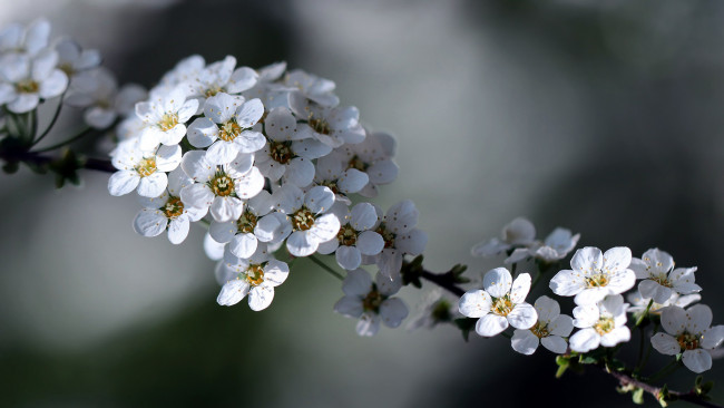Обои картинки фото цветы, таволга , спирея,  лабазник, ветка