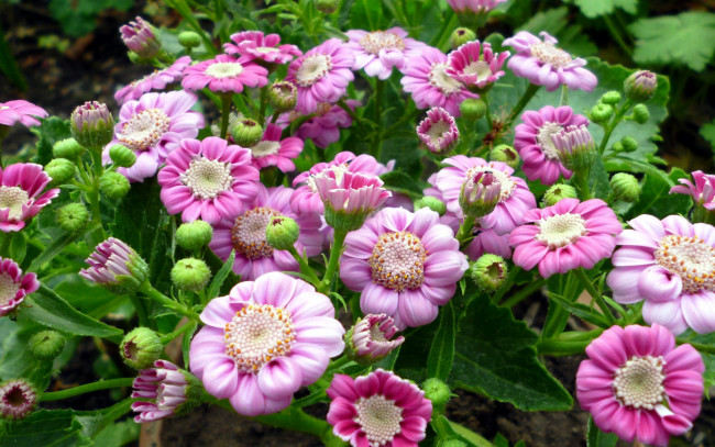 Обои картинки фото цветы, цинерария, розовый