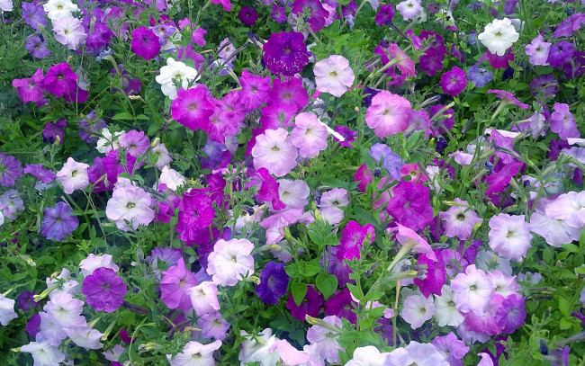 Обои картинки фото цветы, петунии,  калибрахоа, фон, лепестки