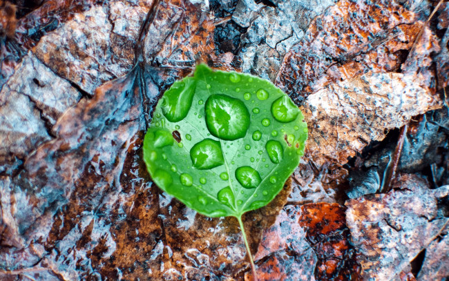 Обои картинки фото природа, листья, макро, капли, лист