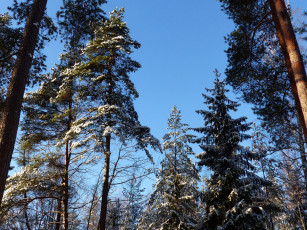 Картинка природа деревья сосны