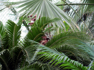 Картинка природа листья зеленые