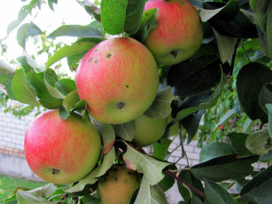 Картинка природа плоды яблоки