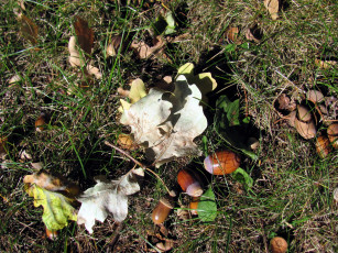 Картинка природа шишки +жёлуди +каштаны листья желуди