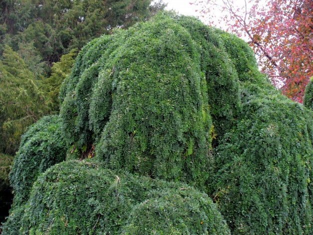 Обои картинки фото природа, деревья, дерево