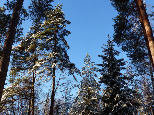 Обои картинки фото природа, деревья, сосны