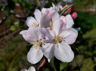 Картинка цветы цветущие+деревья+ +кустарники яблоня цветение весна 2022