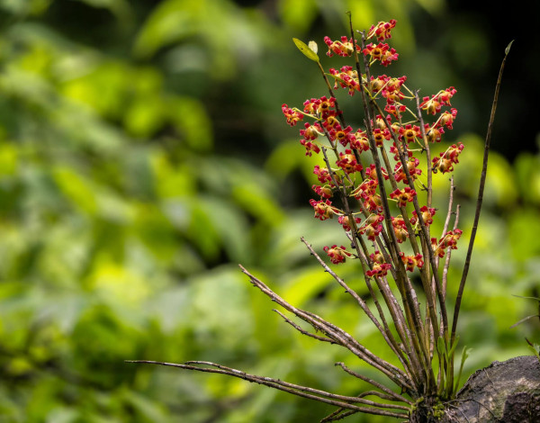 Обои картинки фото цветы, орхидеи