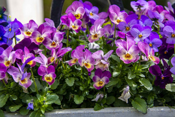 Картинка цветы анютины+глазки+ садовые+фиалки разноцветные глазки анютины