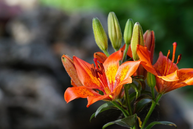 Обои картинки фото цветы, лилии,  лилейники, оранжевые, бутоны