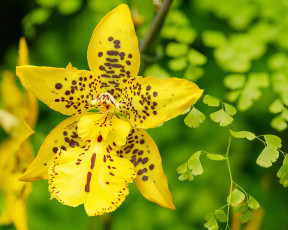 Картинка цветы орхидеи орхидея