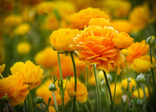 обоя цветы, ранункулюс , азиатский лютик, лютики