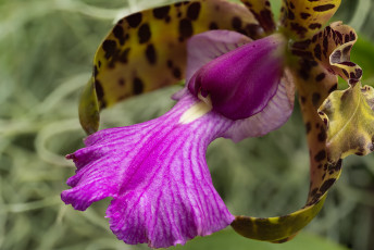 Картинка цветы орхидеи орхидея